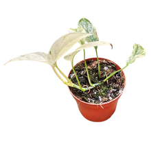 Monstera Laniata Mint