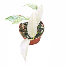 Monstera Laniata Mint
