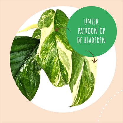Monstera Lechleriana Variegata