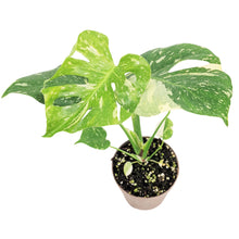 Monstera Thai Constellation