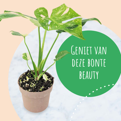 Monstera Thai Constellation
