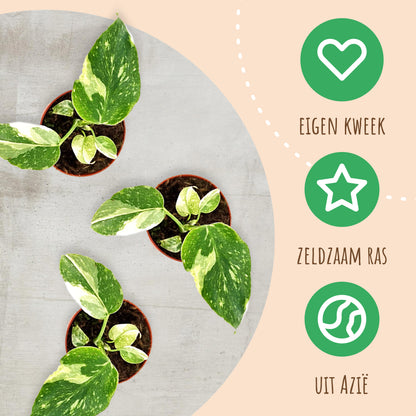 Monstera Thai Constellation
