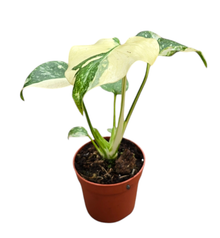 Monstera Thai Constellation (high variegated)