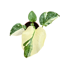 Monstera Thai Constellation (high variegated)