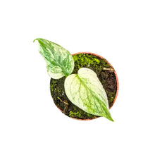 Monstera White Monster (mini)