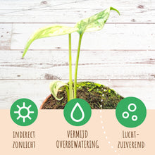 Monstera White Monster (mini)