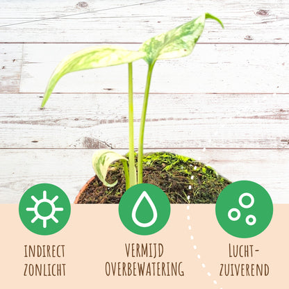 Monstera White Monster (mini)