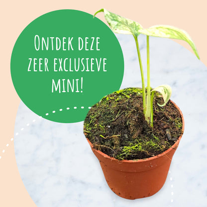 Monstera White Monster (mini)