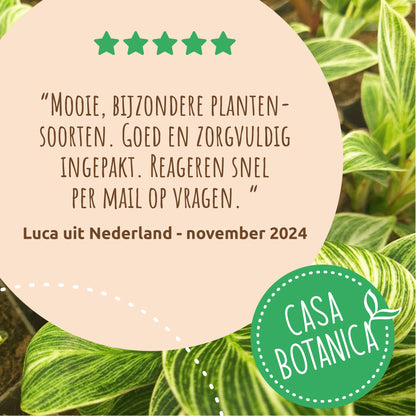 Monstera White Monster (mini)