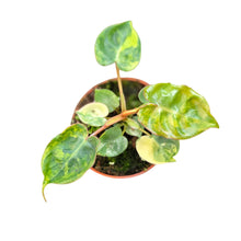 Philodendron Billietiae Variegata