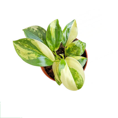 Philodendron Burle Marx Variegata