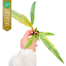Philodendron Caramel Marble