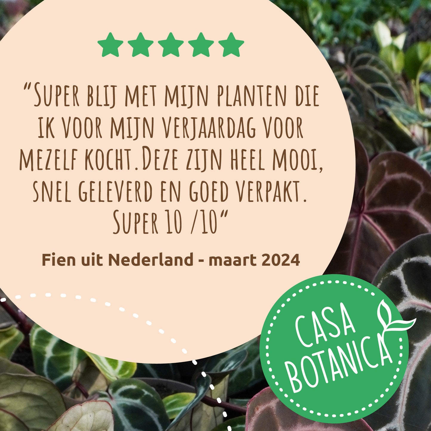 Philodendron Cream Splash