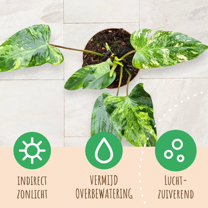Philodendron Emerald Queen Variegata