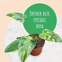 Philodendron Emerald Queen Variegata