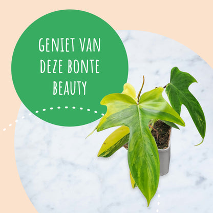 Philodendron Florida Beauty
