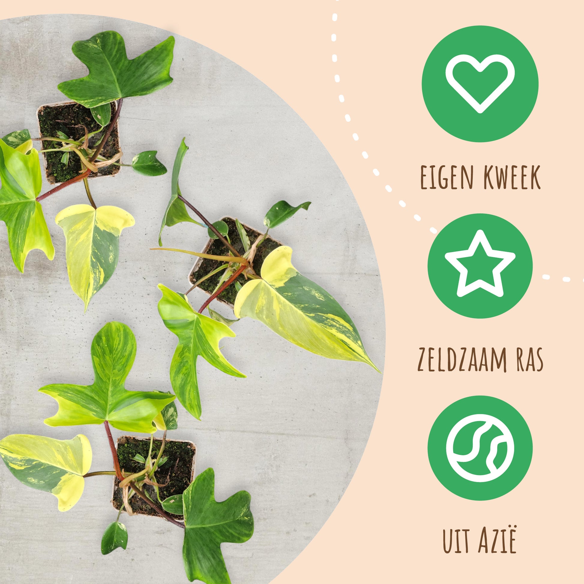 philodendron florida beauty uk Philodendron Florida Beauty – Casa Botanica