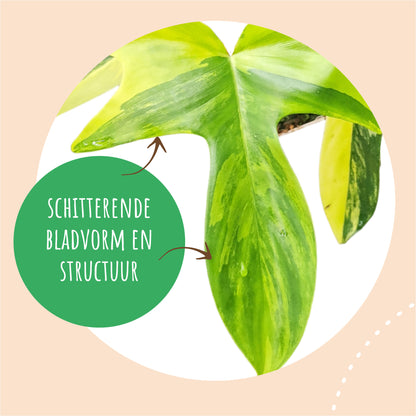 Philodendron Florida Beauty