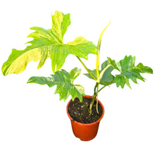 Philodendron Florida Beauty x Mayoi