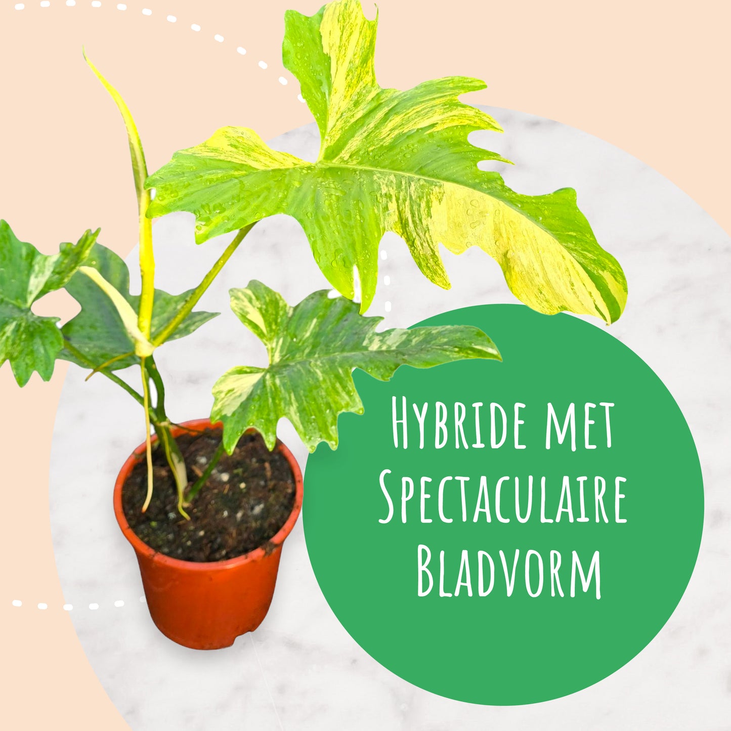 Philodendron Florida Beauty x Mayoi