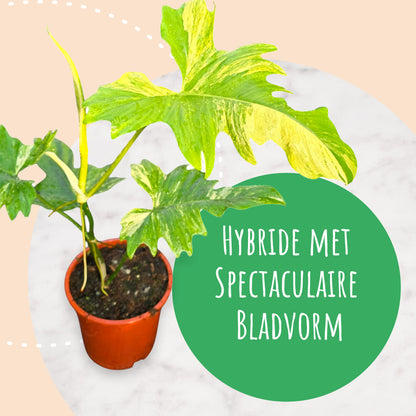 Philodendron Florida Beauty x Mayoi