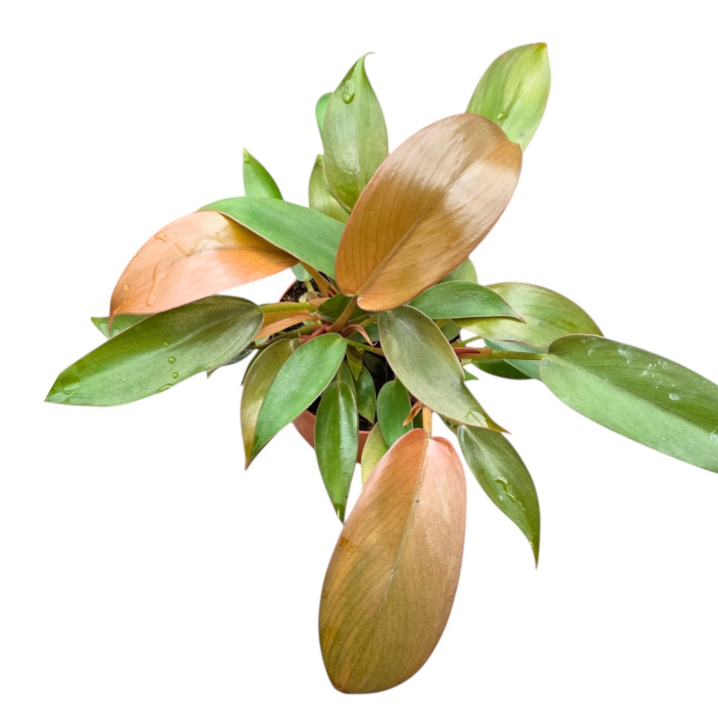 Philodendron Florida Bronze