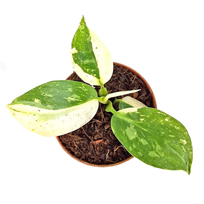 Philodendron Jose Buono
