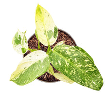Philodendron Jose Buono