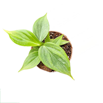 Philodendron Majestic