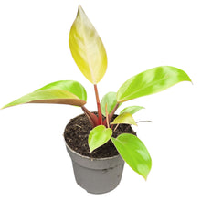 Philodendron Mars