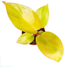 Philodendron Mars