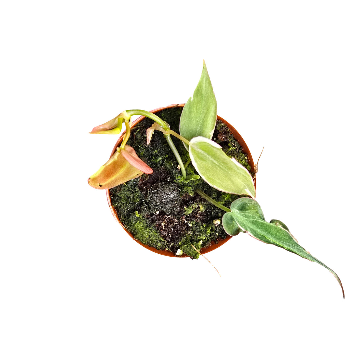 Philodendron Micans Halo