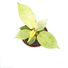 Philodendron Snowdrift