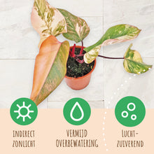 Philodendron Strawberry Shake