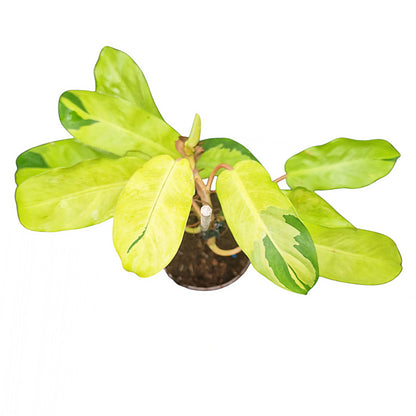Philodendron Thai Sunrise