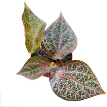 Piper Ornatum