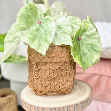 Plant Pot - Storage Container - Rattan Look - Woven Paper