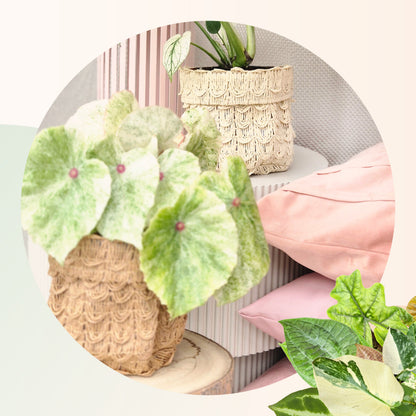 Blumentopf – Aufbewahrungsbehälter – Rattan-Optik – Gewebtes Papier