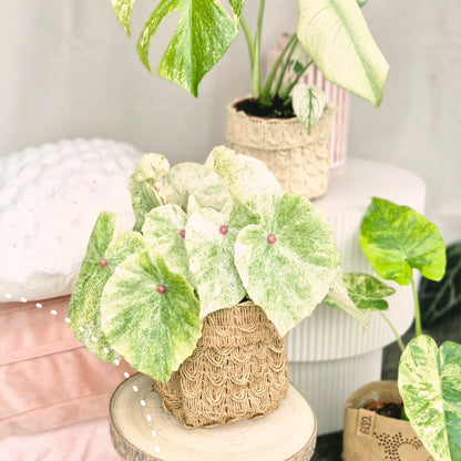 Blumentopf – Aufbewahrungsbehälter – Rattan-Optik – Gewebtes Papier