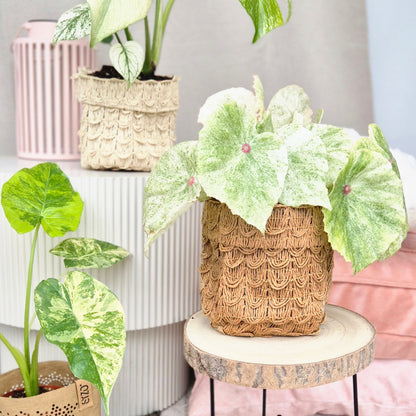 Blumentopf – Aufbewahrungsbehälter – Rattan-Optik – Gewebtes Papier