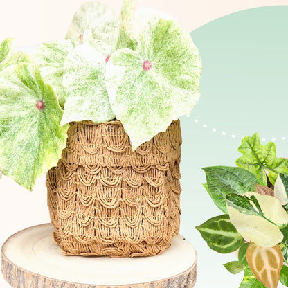 Blumentopf – Aufbewahrungsbehälter – Rattan-Optik – Gewebtes Papier