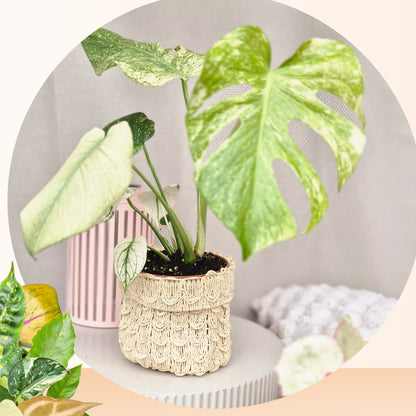 Blumentopf – Aufbewahrungsbehälter – Rattan-Optik – Gewebtes Papier