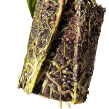 Pot Transparent PlantScraper