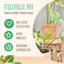 Cork Plant Pot
