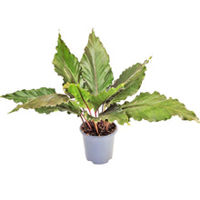 Anthurium Hookerii Black