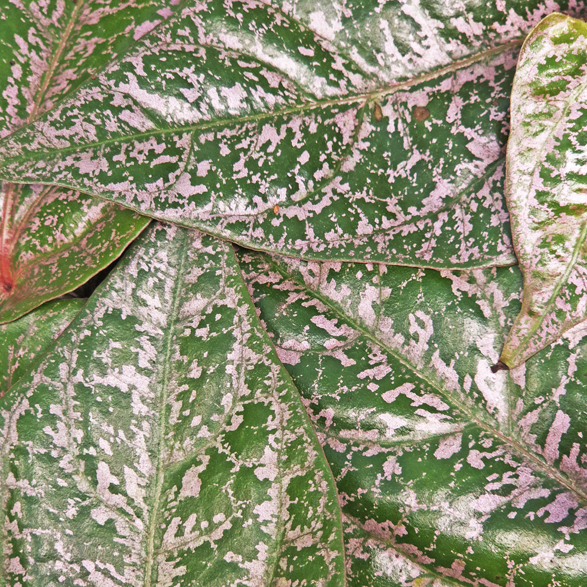 SLANGEN Set van twee oude prenten over de slang uit 1849 - originele a –  Antiekeprenten.com, image size:1200x1200