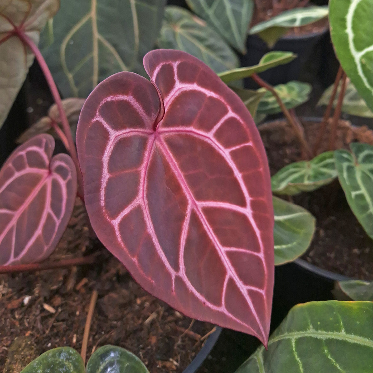 DocBlock Anthurium – Casa Botanica