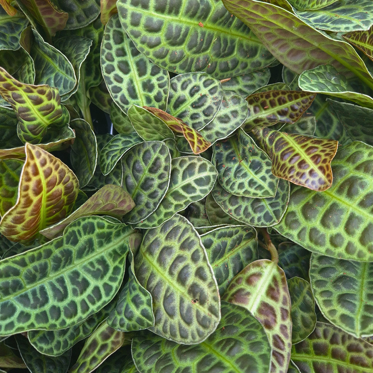 Hoya Chinghungensis Variegata – Casa Botanica