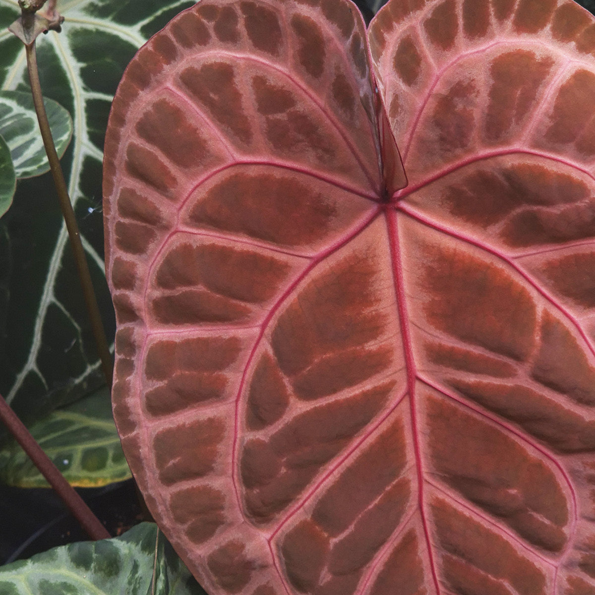 DocBlock Anthurium – Casa Botanica