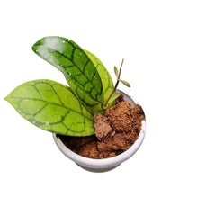 Hoya Callistophylla Vena